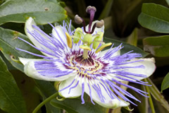 Passiflora incarnata